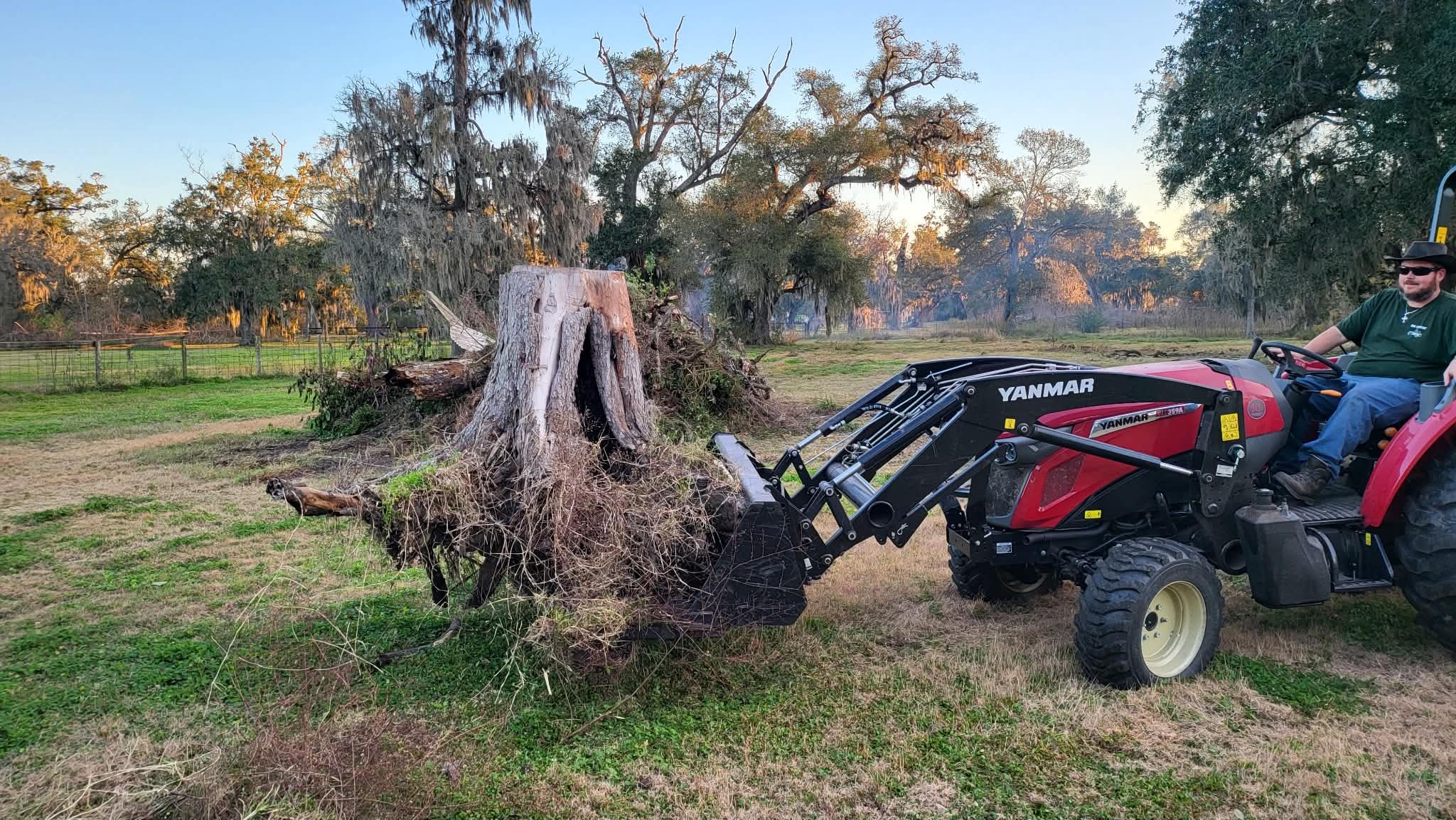 Mark on a red Yanmar compact tractor, the grapple closed on a large cut tree stump and its root ball, moss-hung oaks behind