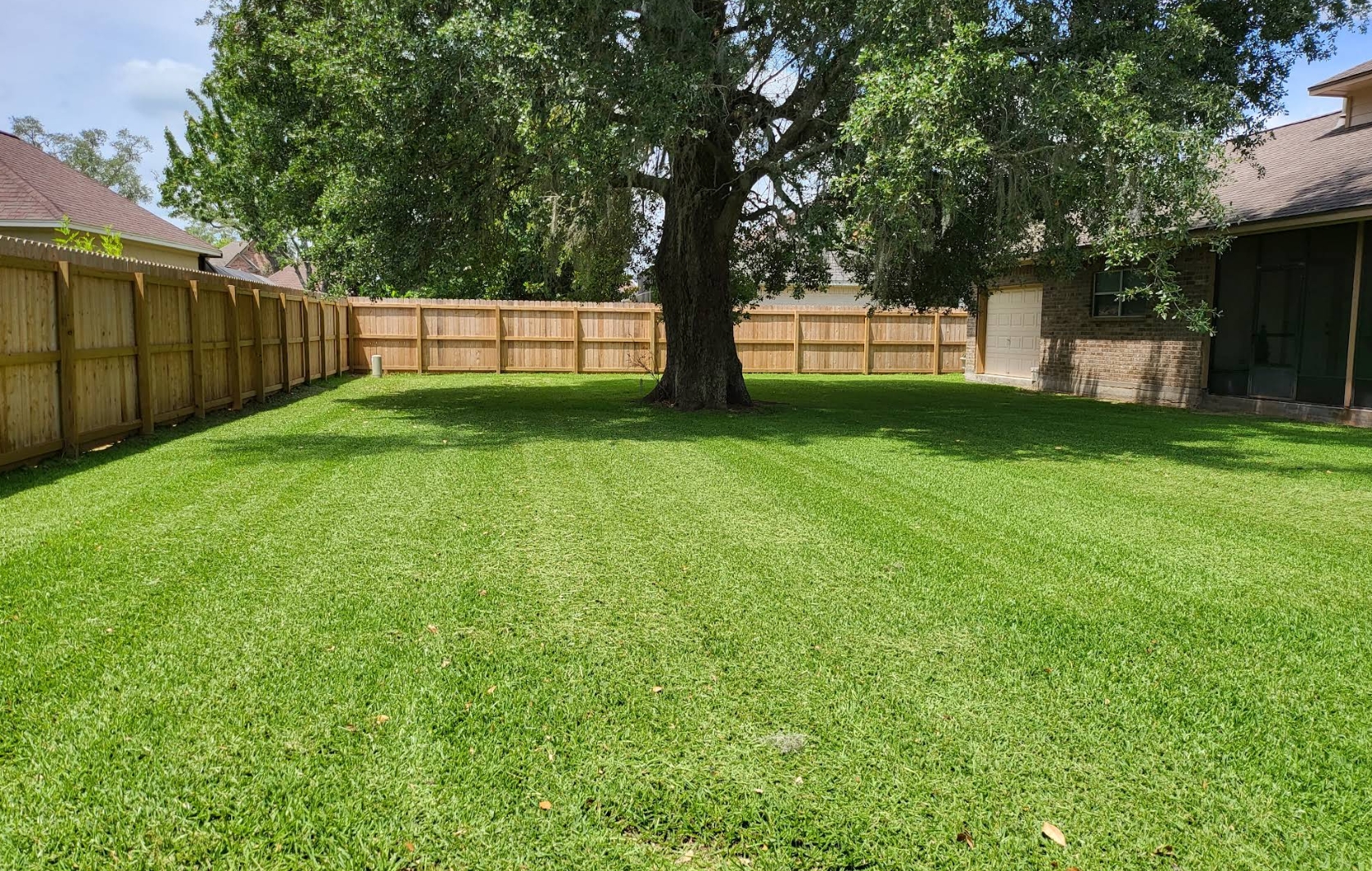 A large fenced back yard mown in stripes, with a live oak in the middle and a wood privacy fence all the way round